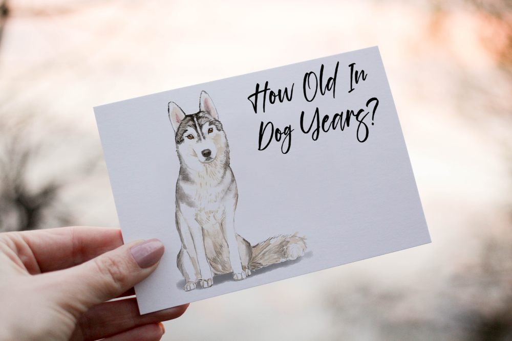 Siberian Husky Dog Birthday Card, Dog Birthday Card